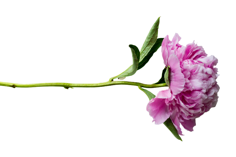 Peonies Transparent PNG Image