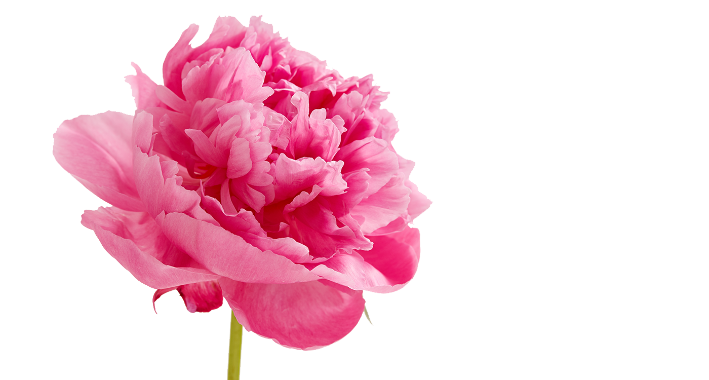 Peonies Image PNG Image