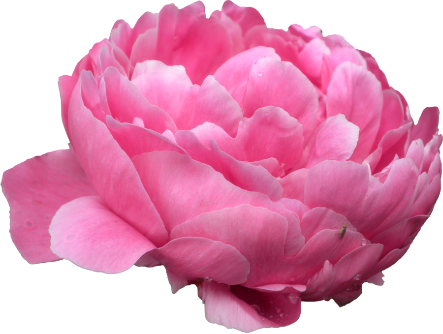 Peonies Photo PNG Image