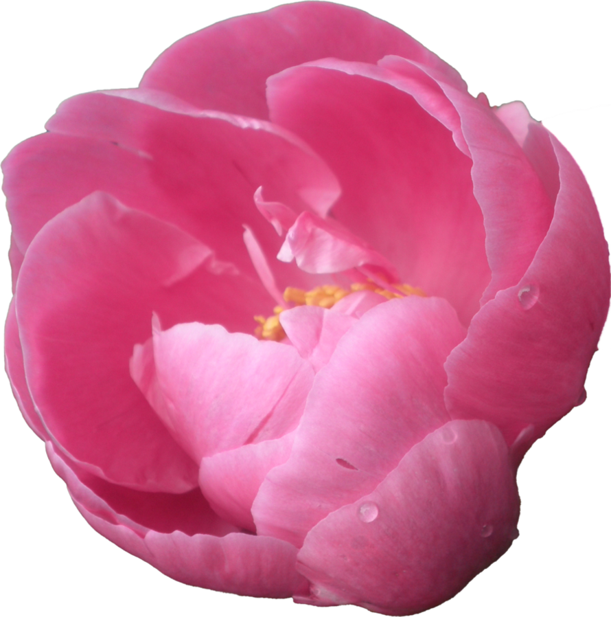 Peonies Transparent Background PNG Image