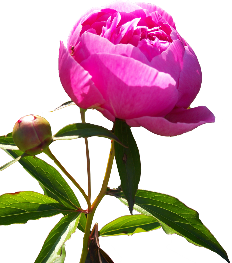 Peonies Hd PNG Image