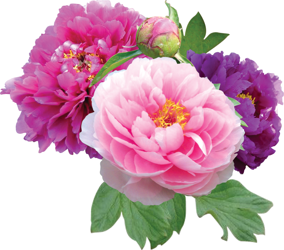 Peonies File PNG Image