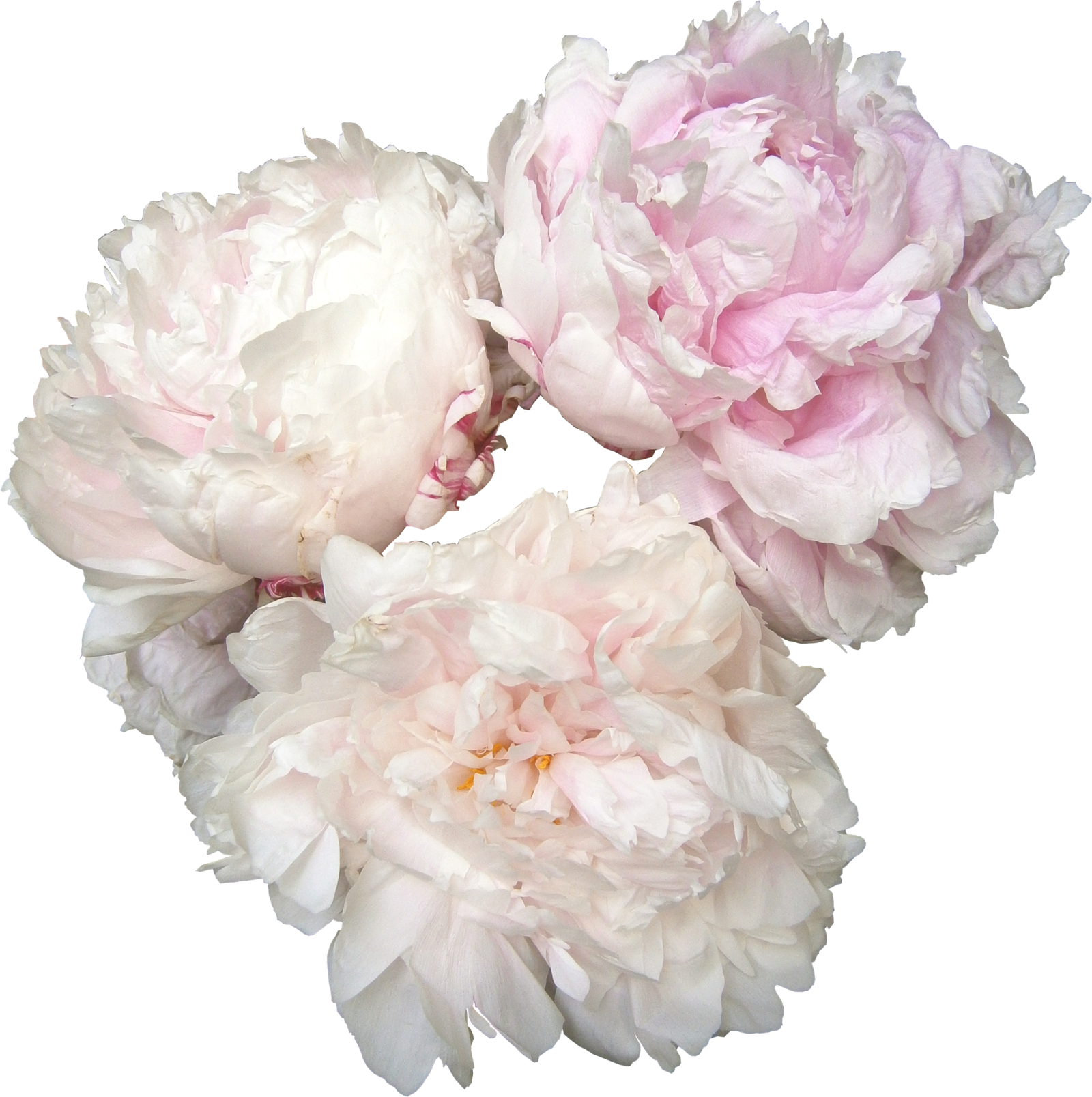 Peonies Photos PNG Image