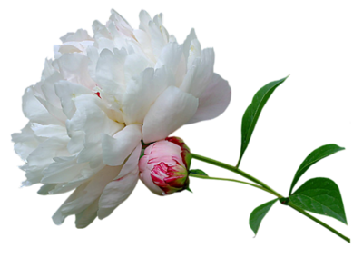 Peony Transparent PNG Image