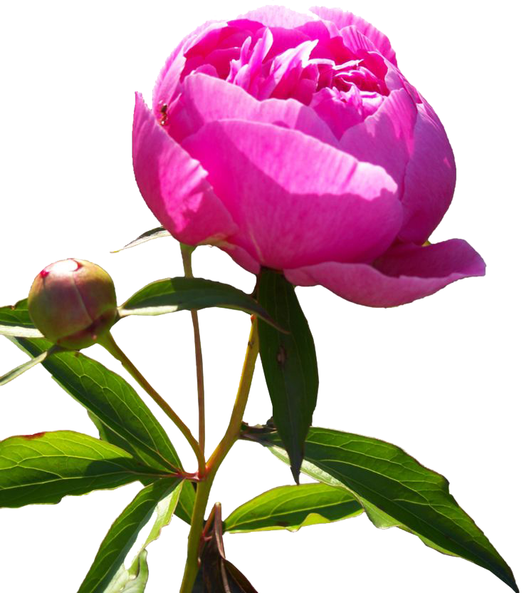 Peony Transparent Image PNG Image