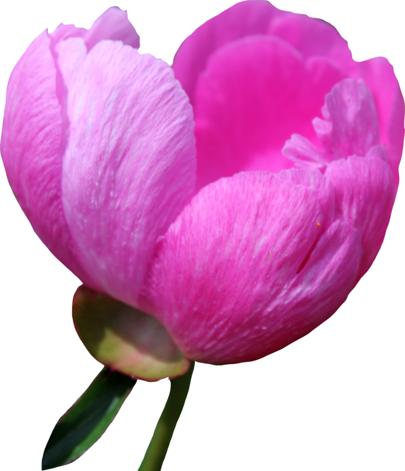 Peony Free Download PNG Image