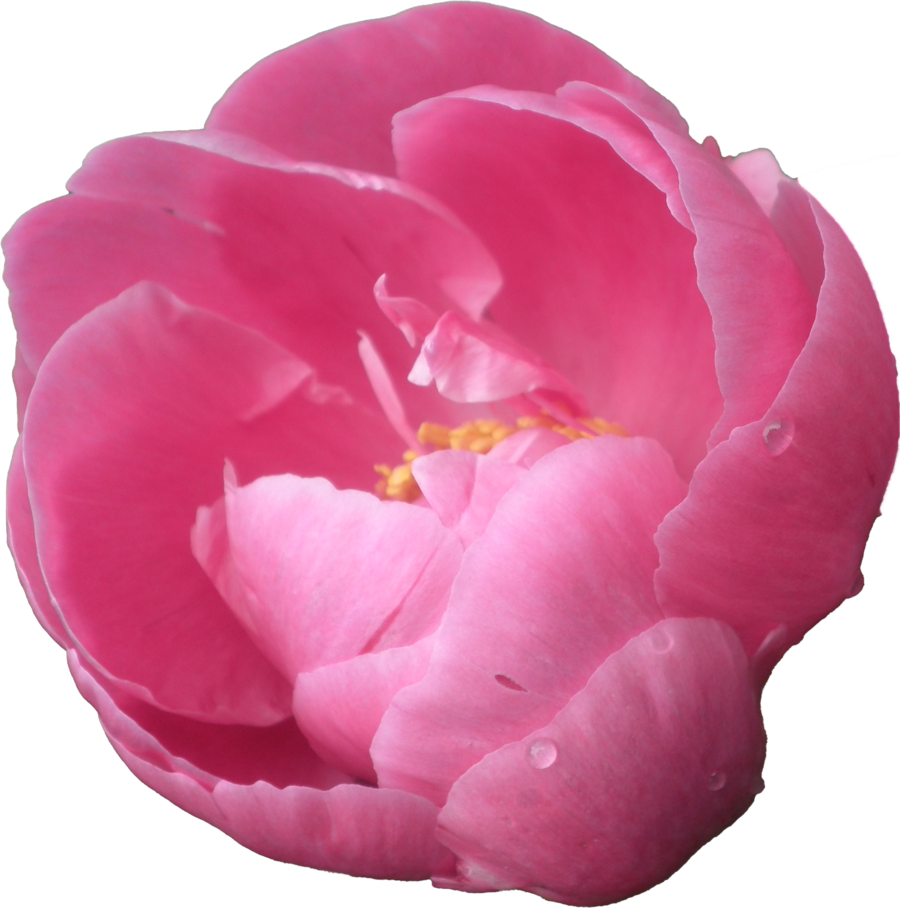 Peony PNG Image