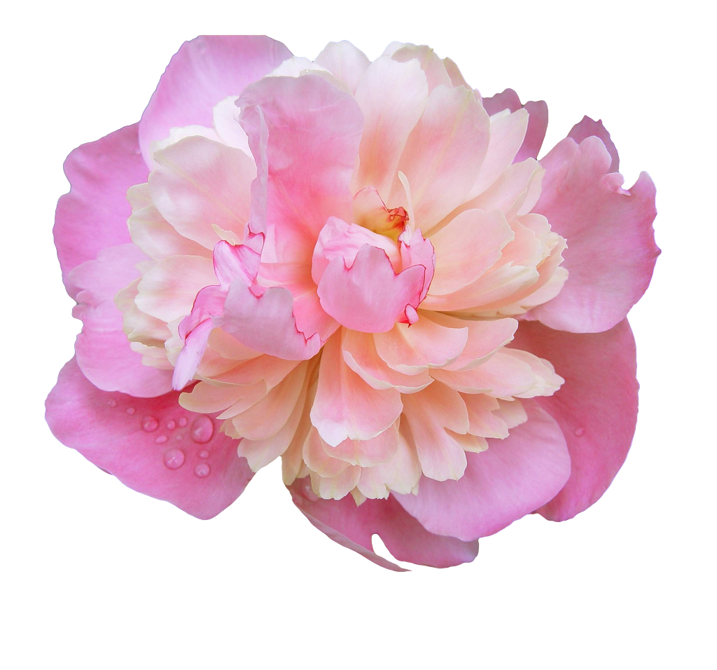 Peony Photos PNG Image