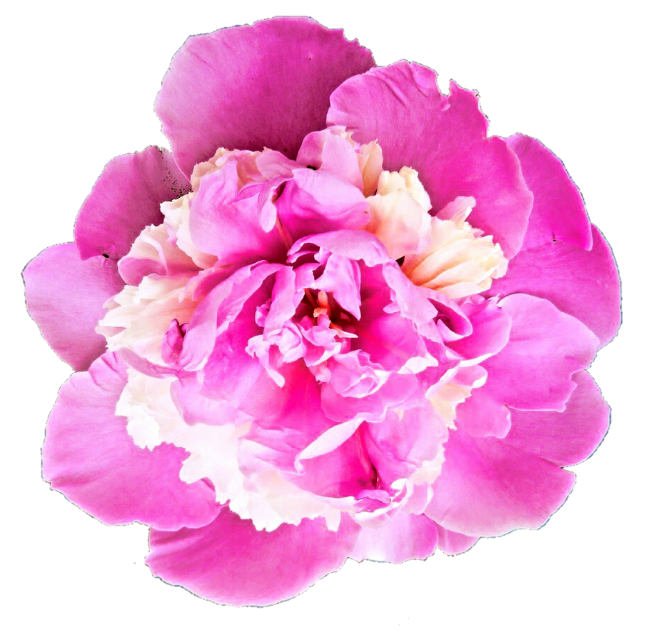 Peony Transparent PNG Image