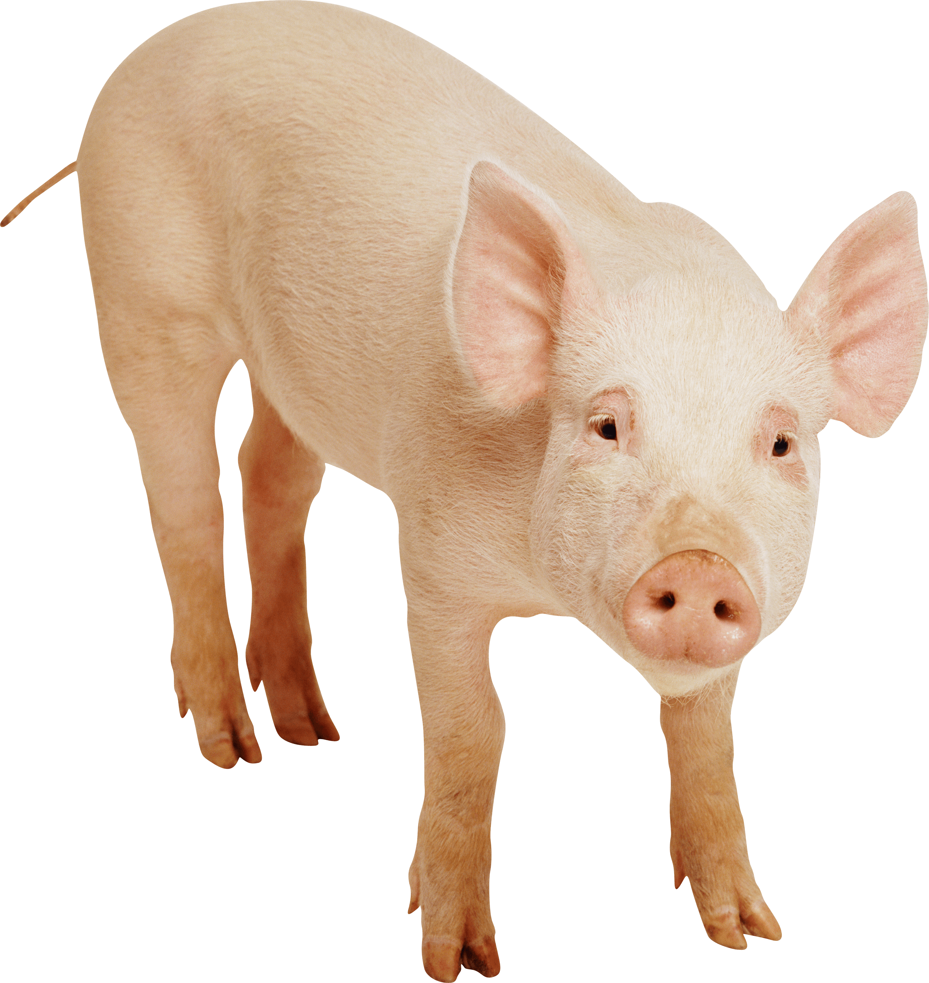 Pig Png Image PNG Image