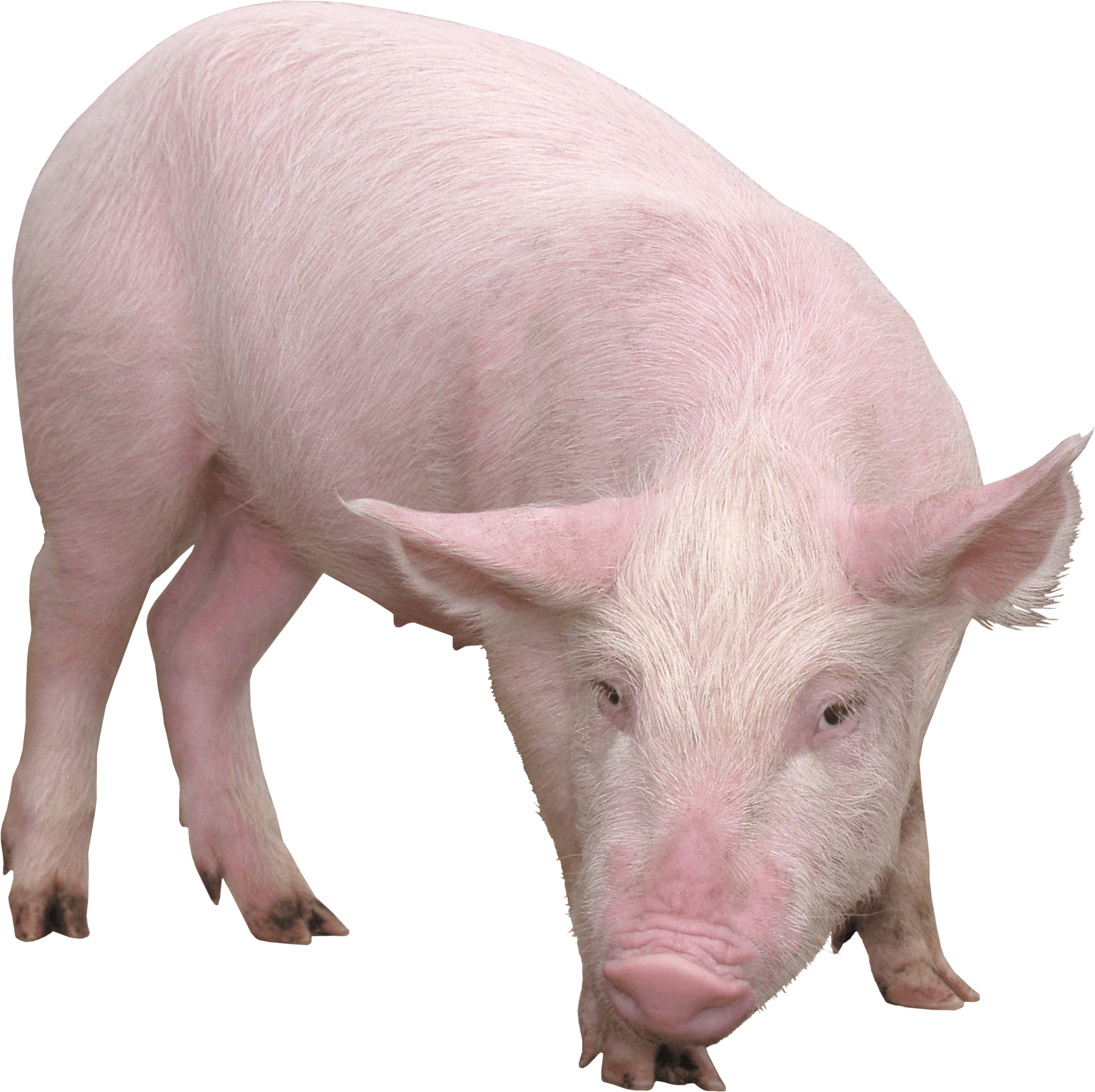 Pig Png Image PNG Image