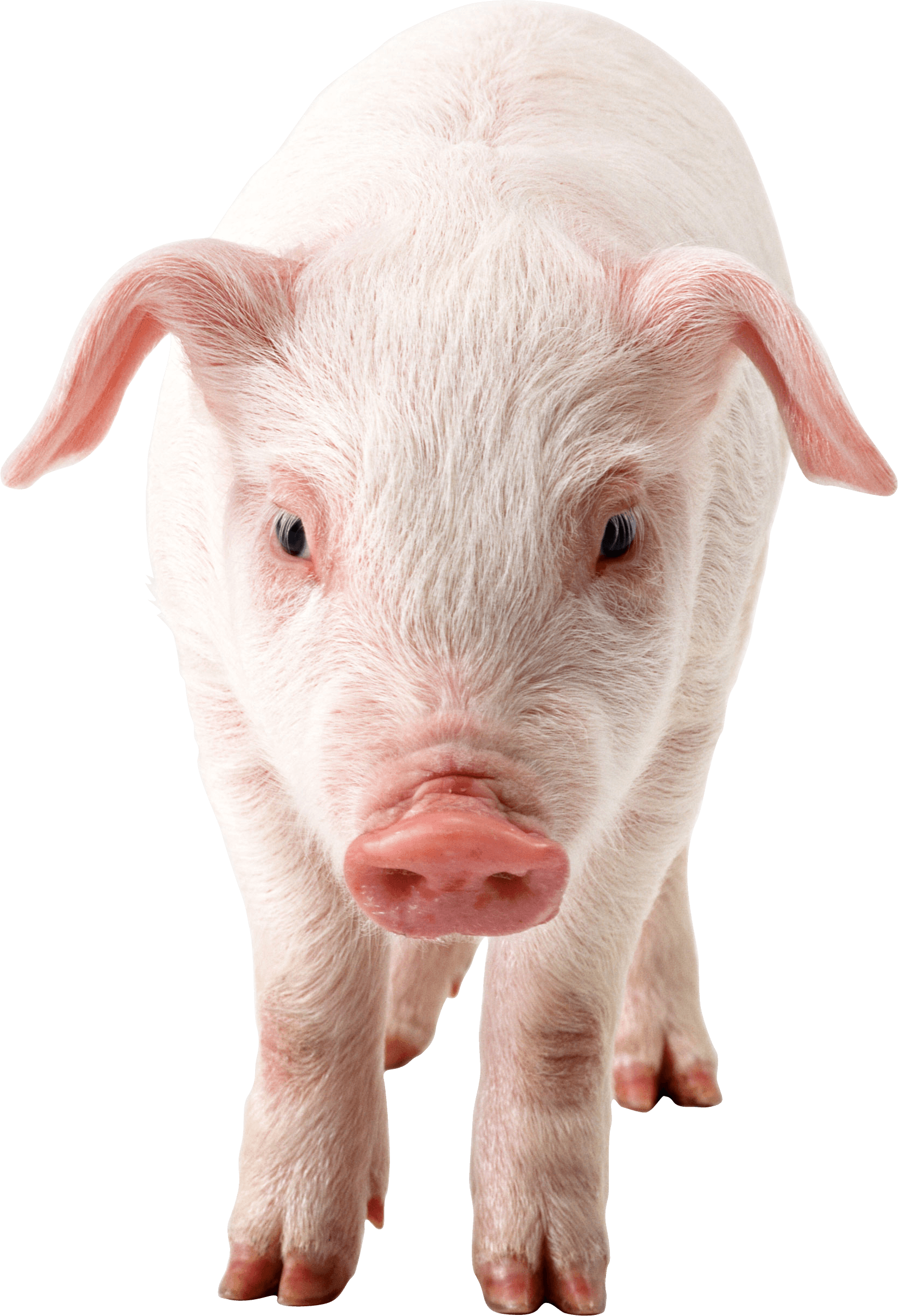 Pig Png Image PNG Image