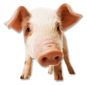 Pig Png Image PNG Image