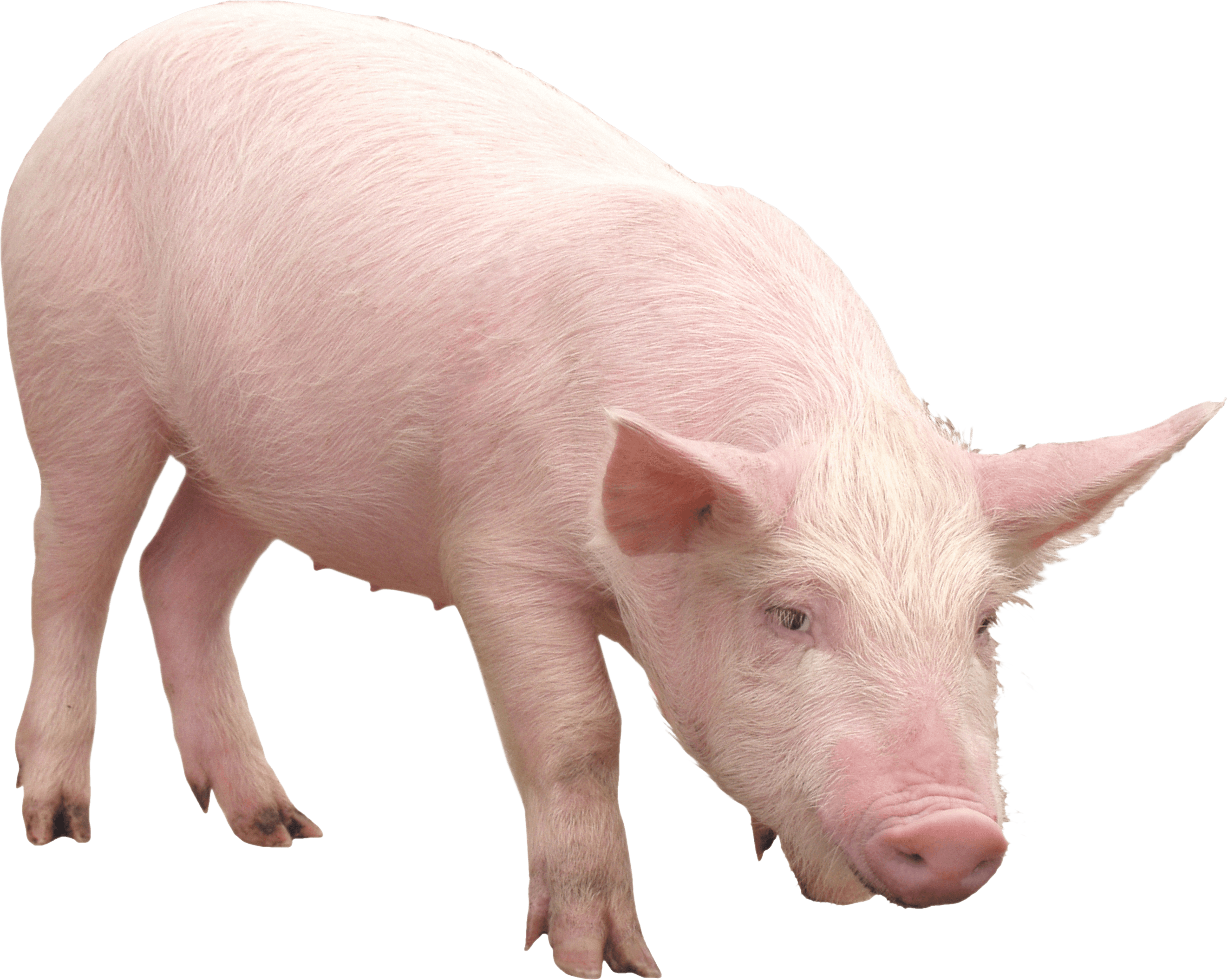 Pink Pig Png Image PNG Image