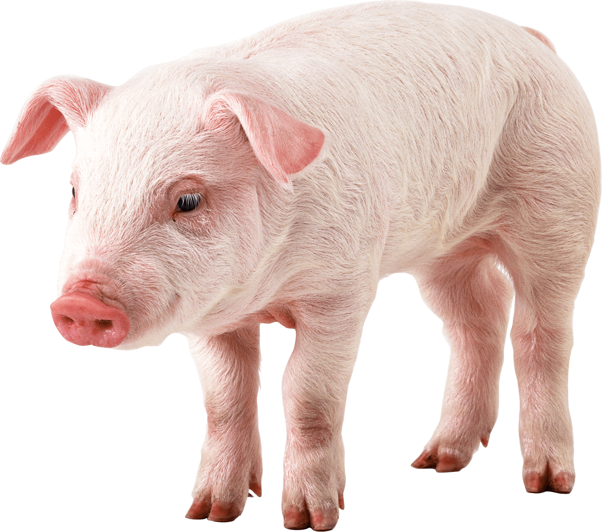 Pig Png Image PNG Image