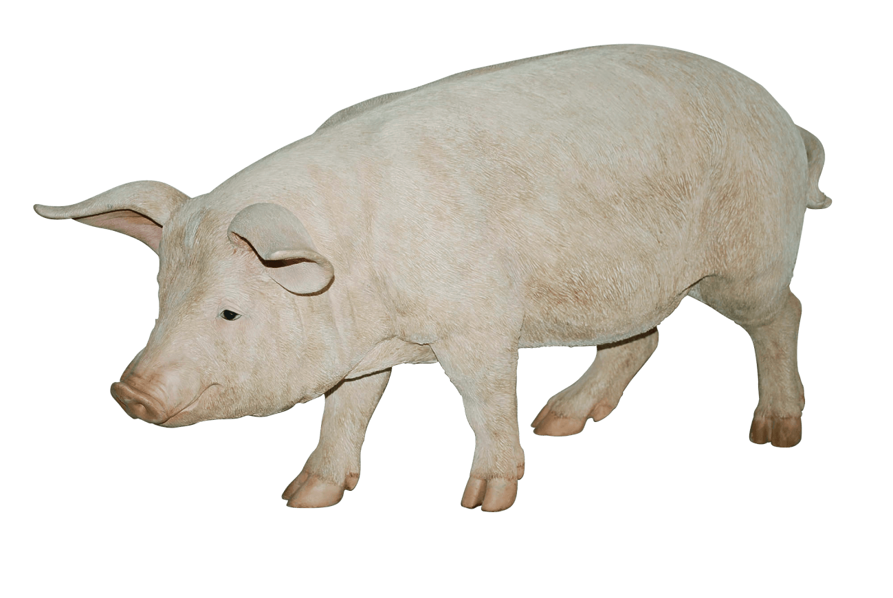 Pig Png Image PNG Image