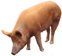 Pig Png Image PNG Image