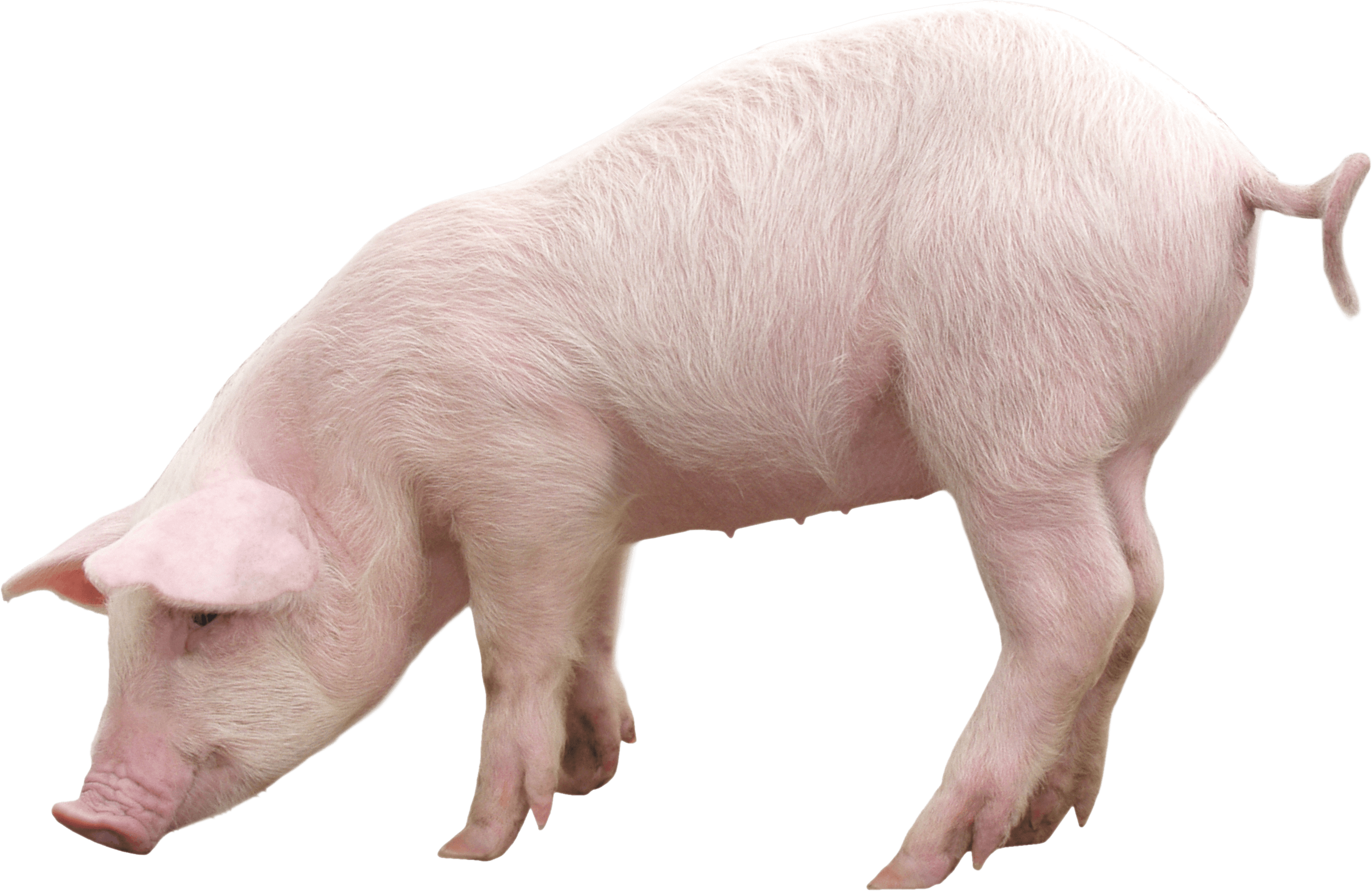 Pig Png Image PNG Image