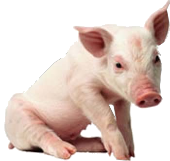 Pig PNG Image