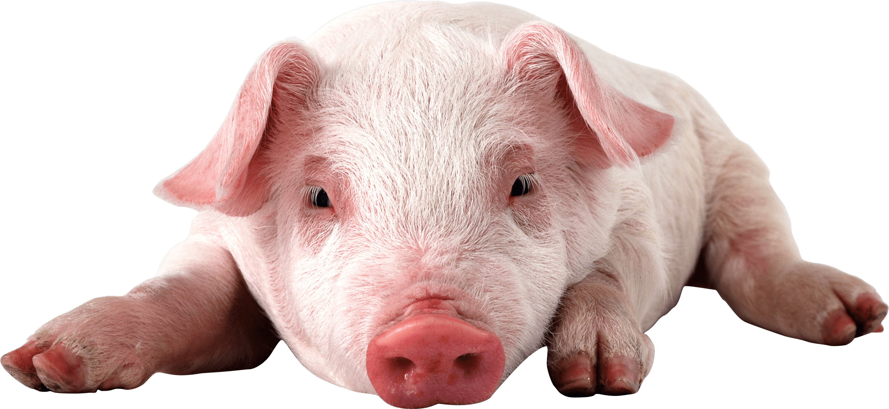 Pig Png Image PNG Image