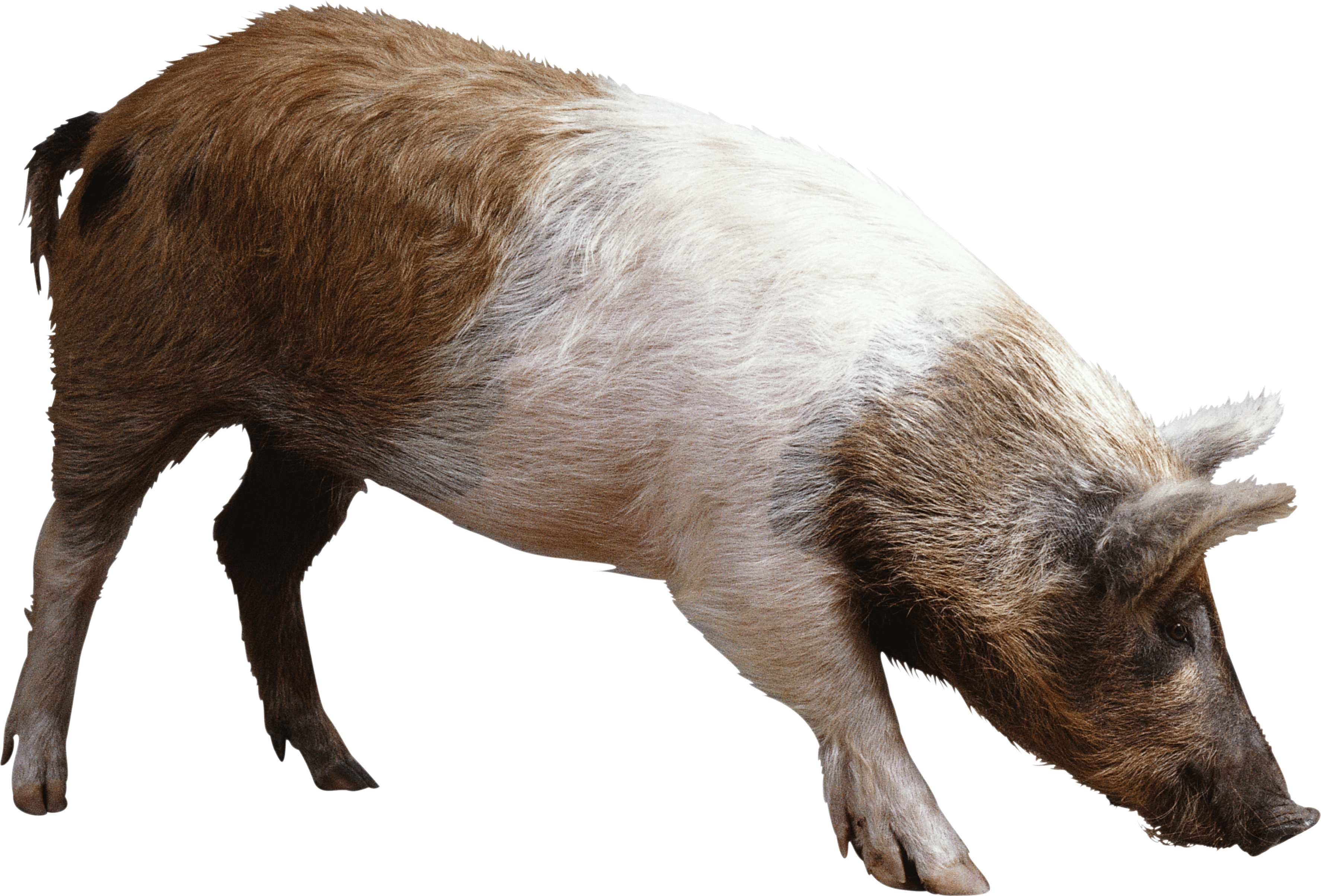 Pig Png Image PNG Image