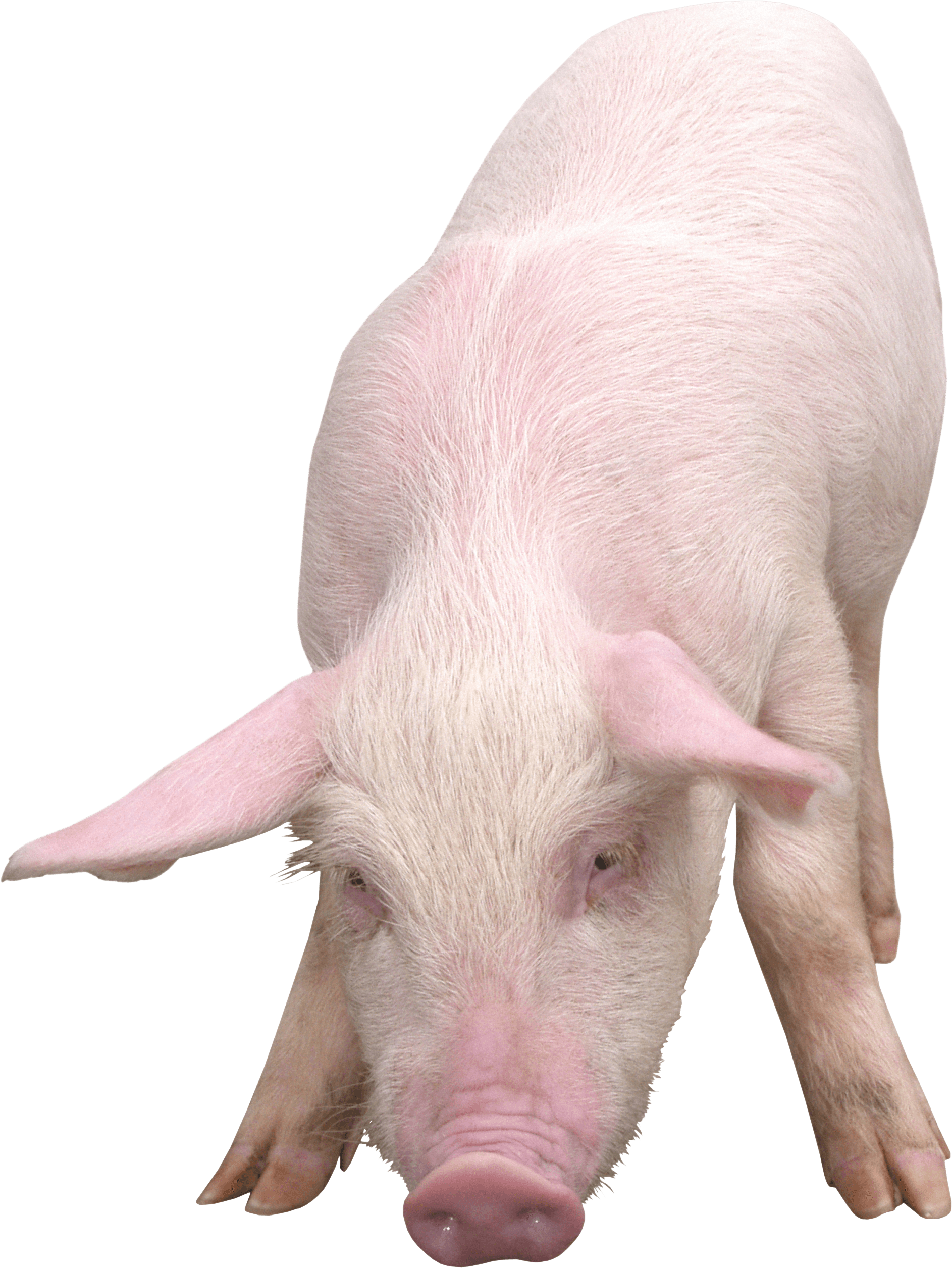 Pig Png Image PNG Image