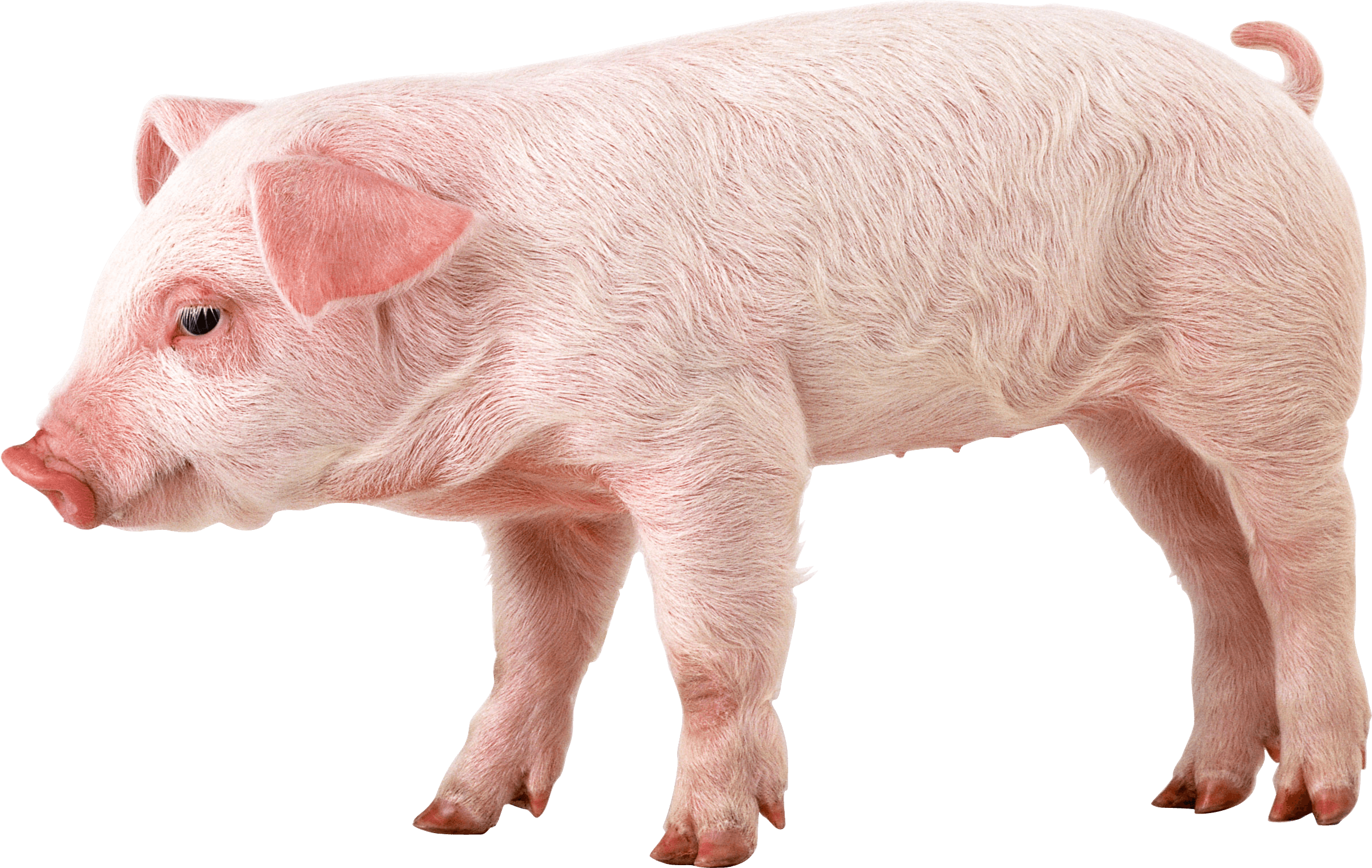 Pig Png Image PNG Image