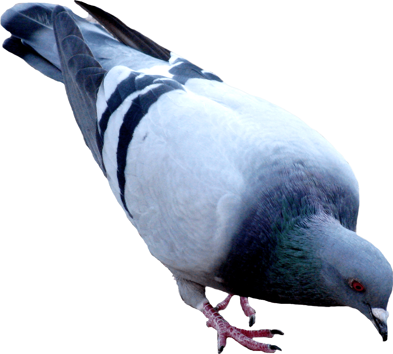 Pigeon Png Image PNG Image