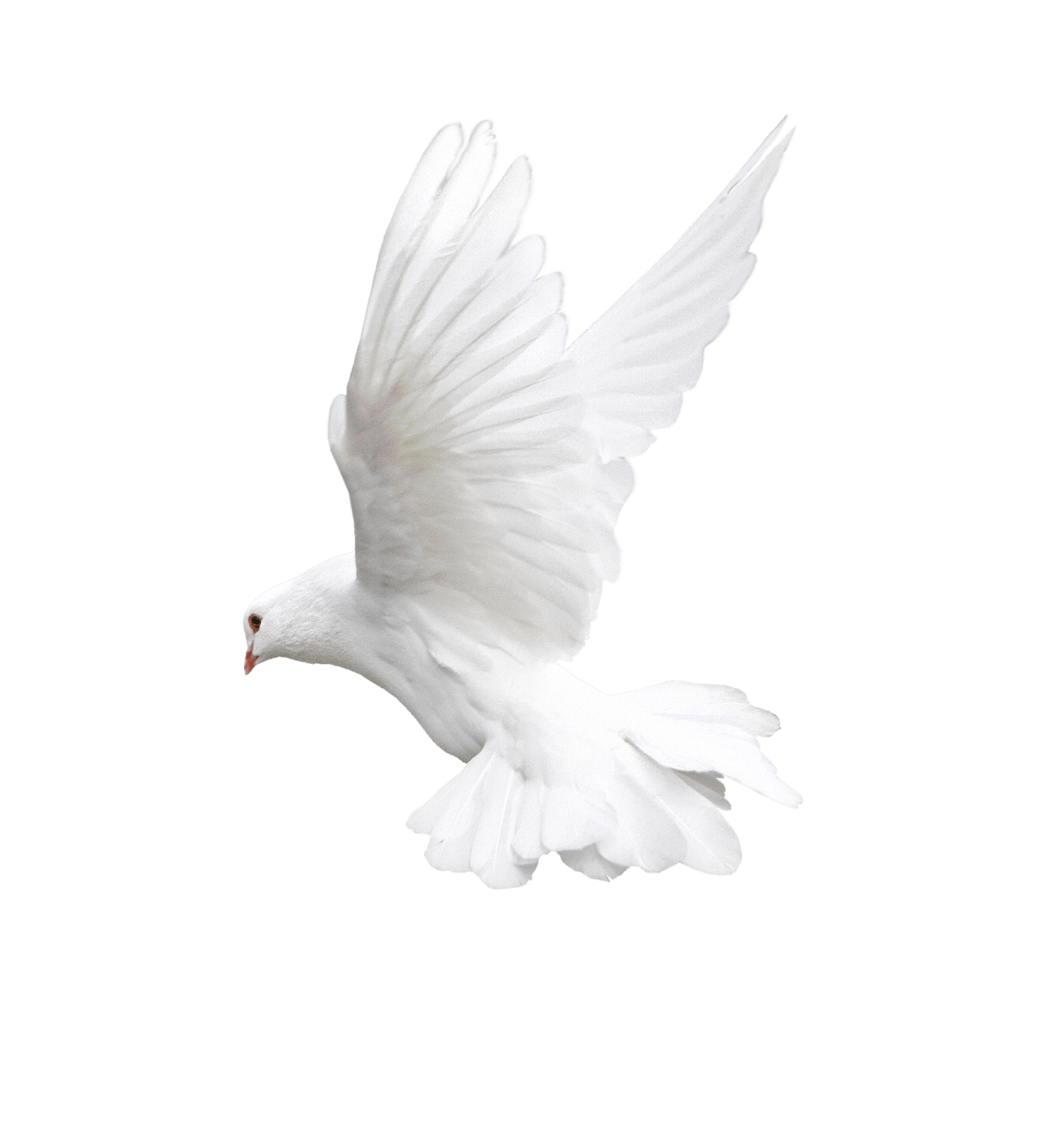 White Flying Pigeon Png Image PNG Image