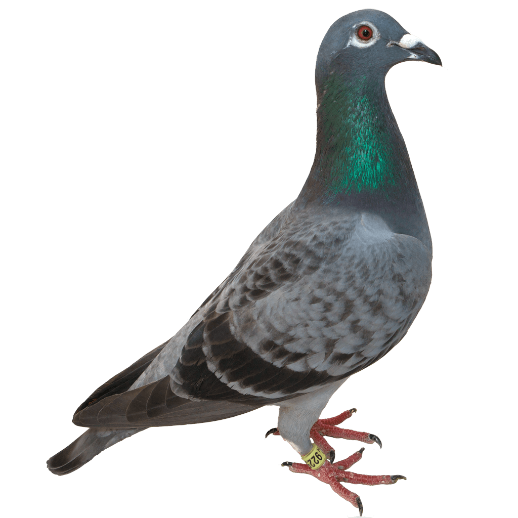 Pigeon Png Image PNG Image