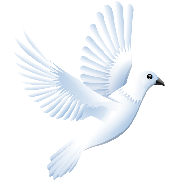 Columbidae White Pigeon PNG Image High Quality PNG Image