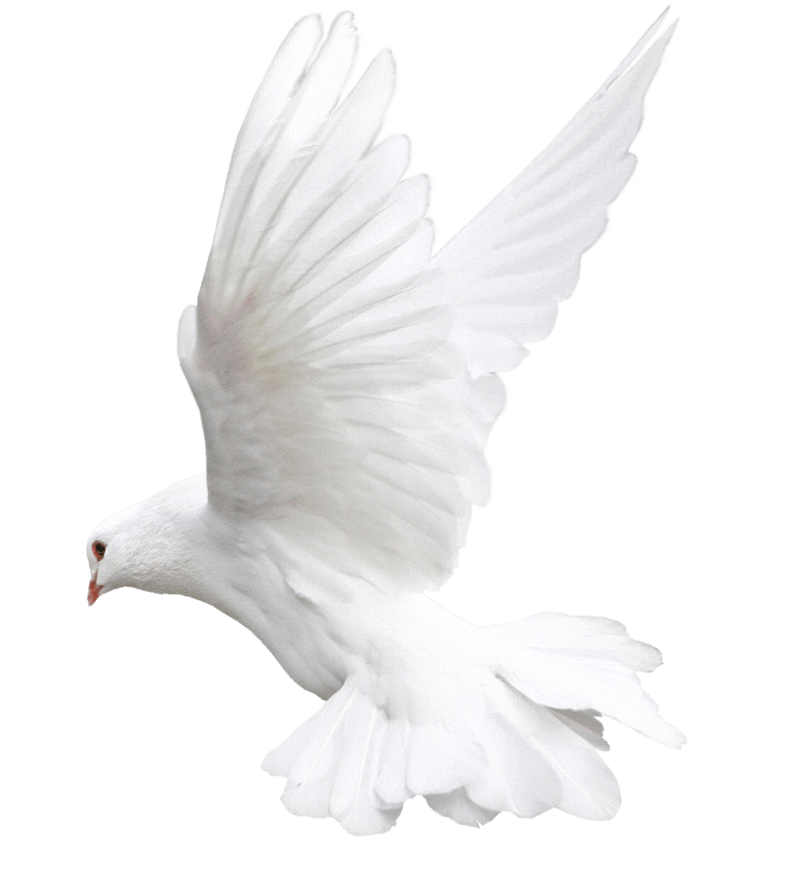 Columbidae White Pigeon Photos Free Transparent Image HD PNG Image