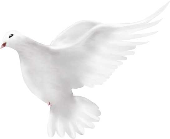 White Peace Pigeon Free Transparent Image HD PNG Image