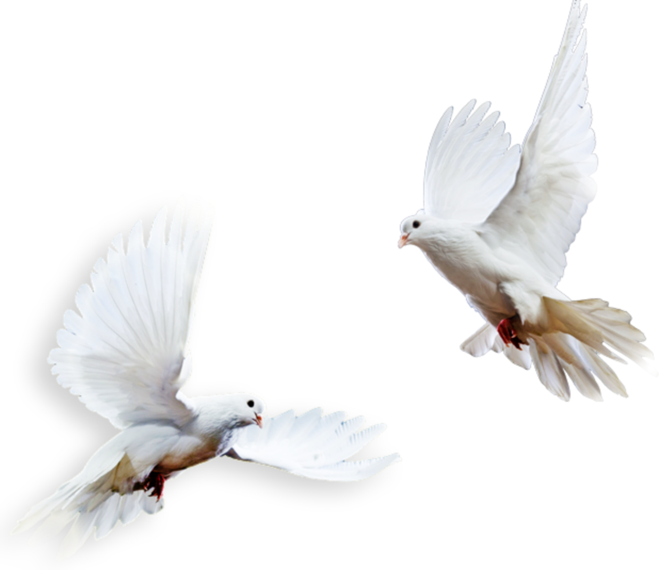 Pigeon Wedding Free Transparent Image HD PNG Image