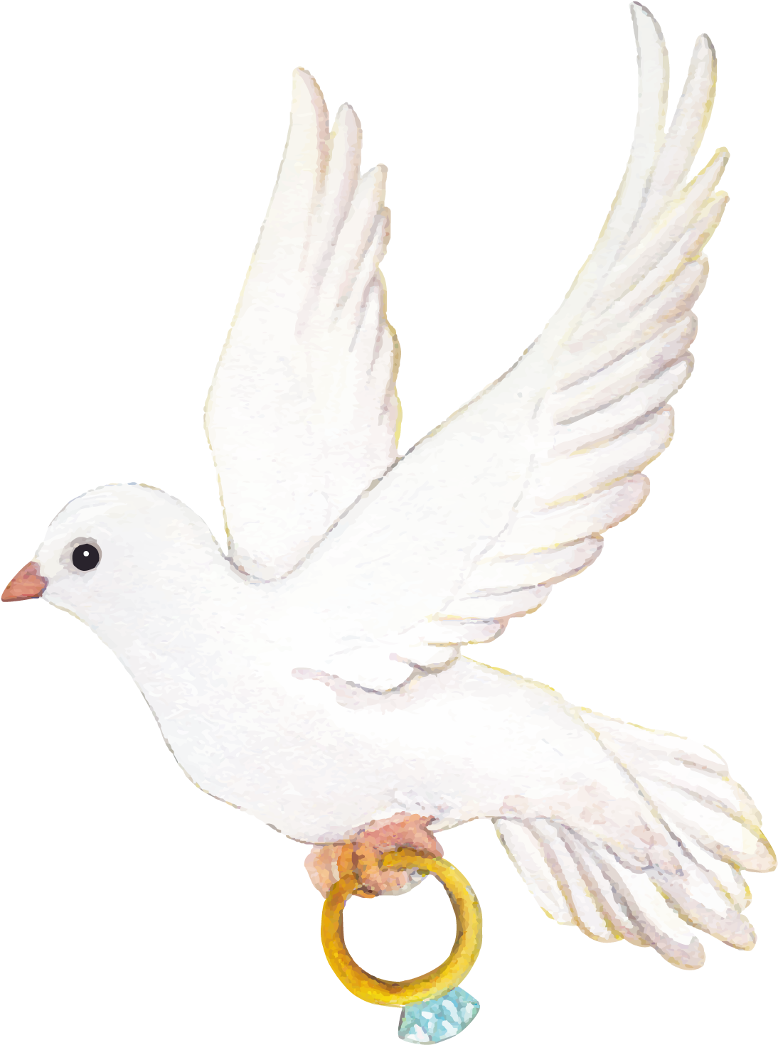 Photos Pigeon Wedding Free Download PNG HD PNG Image