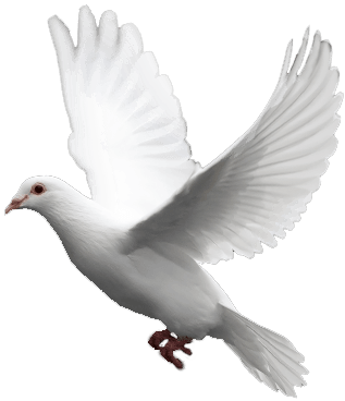 White Flying Pigeon Png Image PNG Image