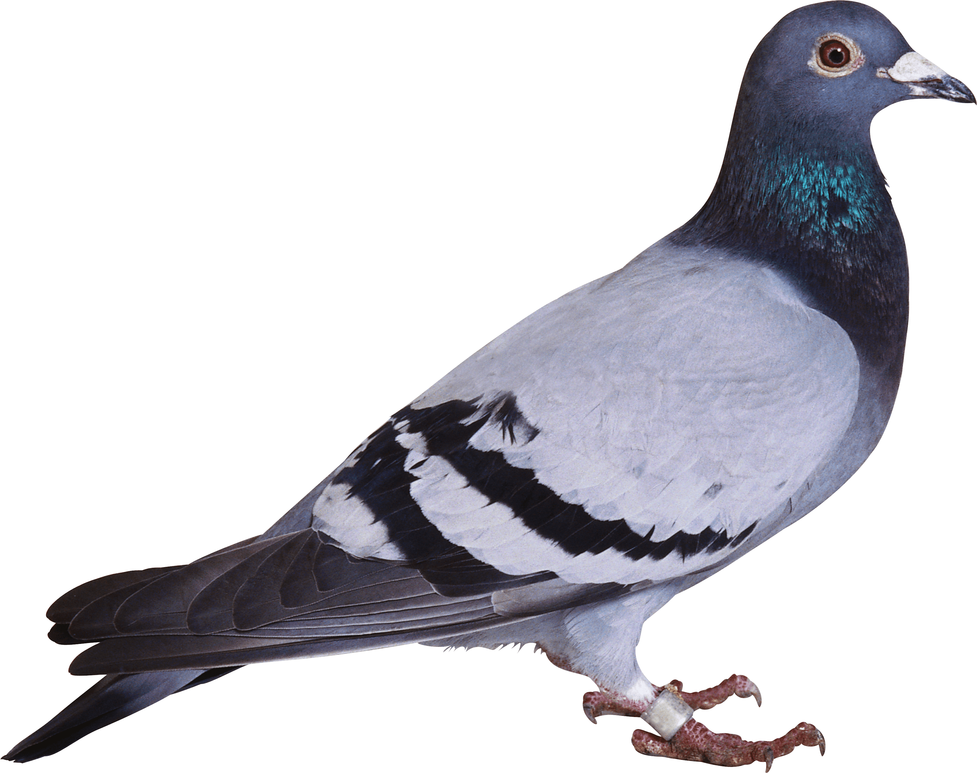 Pigeon Png Image PNG Image