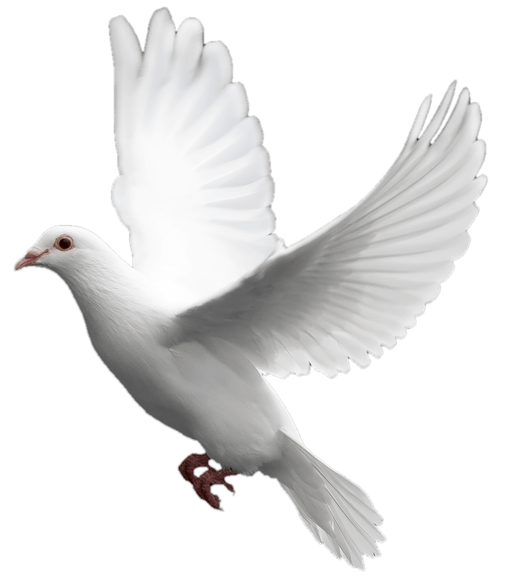 White Flying Pigeon Png Image PNG Image