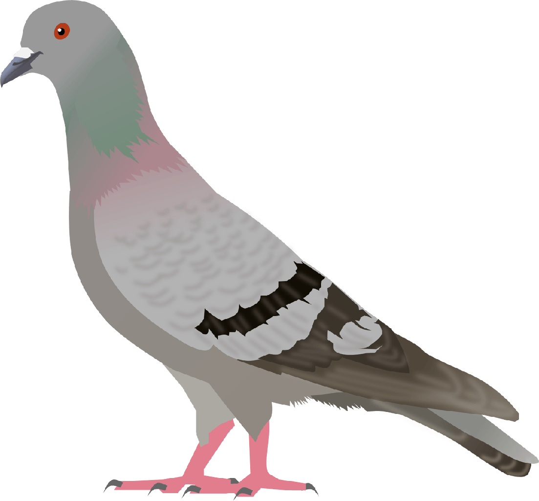 Pigeon Png Image PNG Image