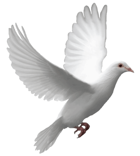 Pigeon Png Image PNG Image