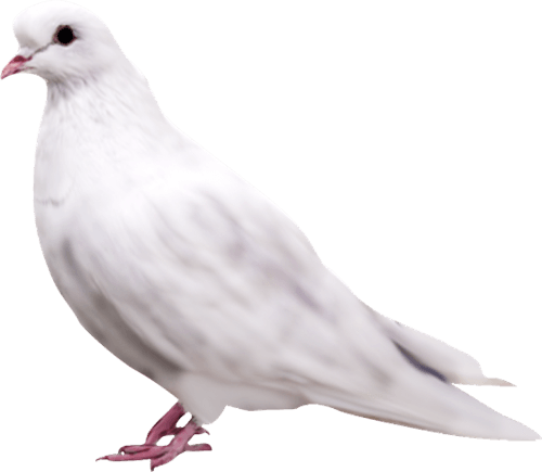 Pigeon Png Image PNG Image