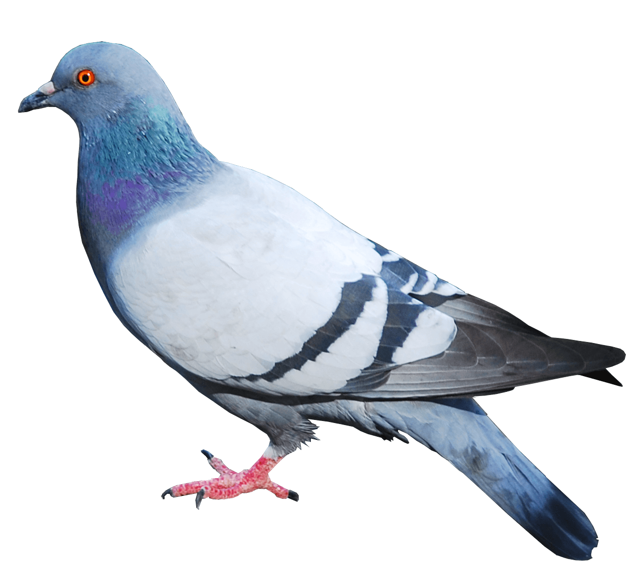 Pigeon Png Image PNG Image