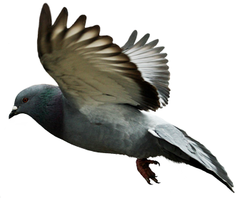 Pigeon Transparent PNG Image