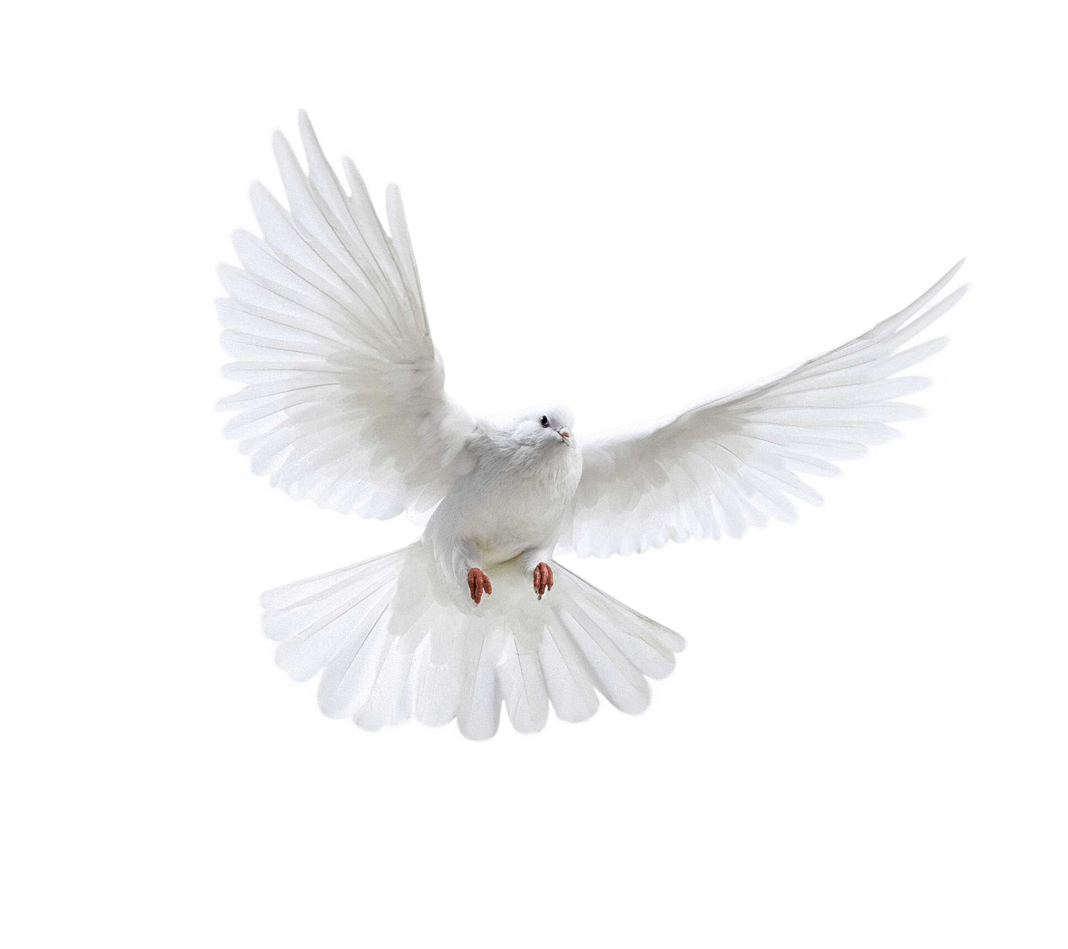 White Flying Pigeon Png Image PNG Image