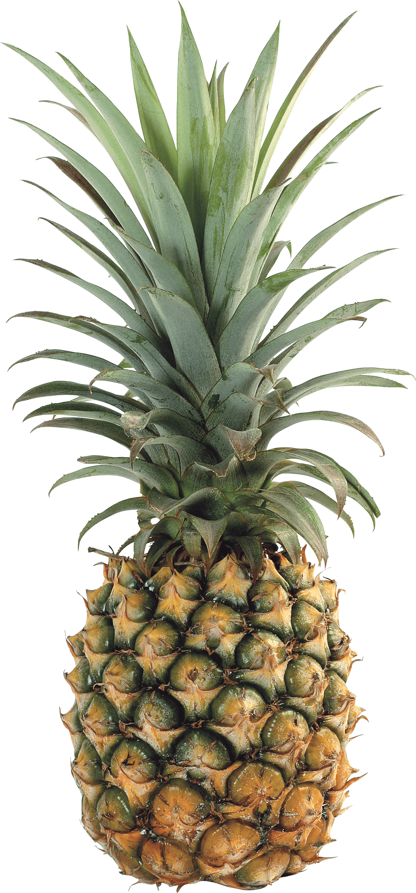 Pineapple Png Image Download PNG Image