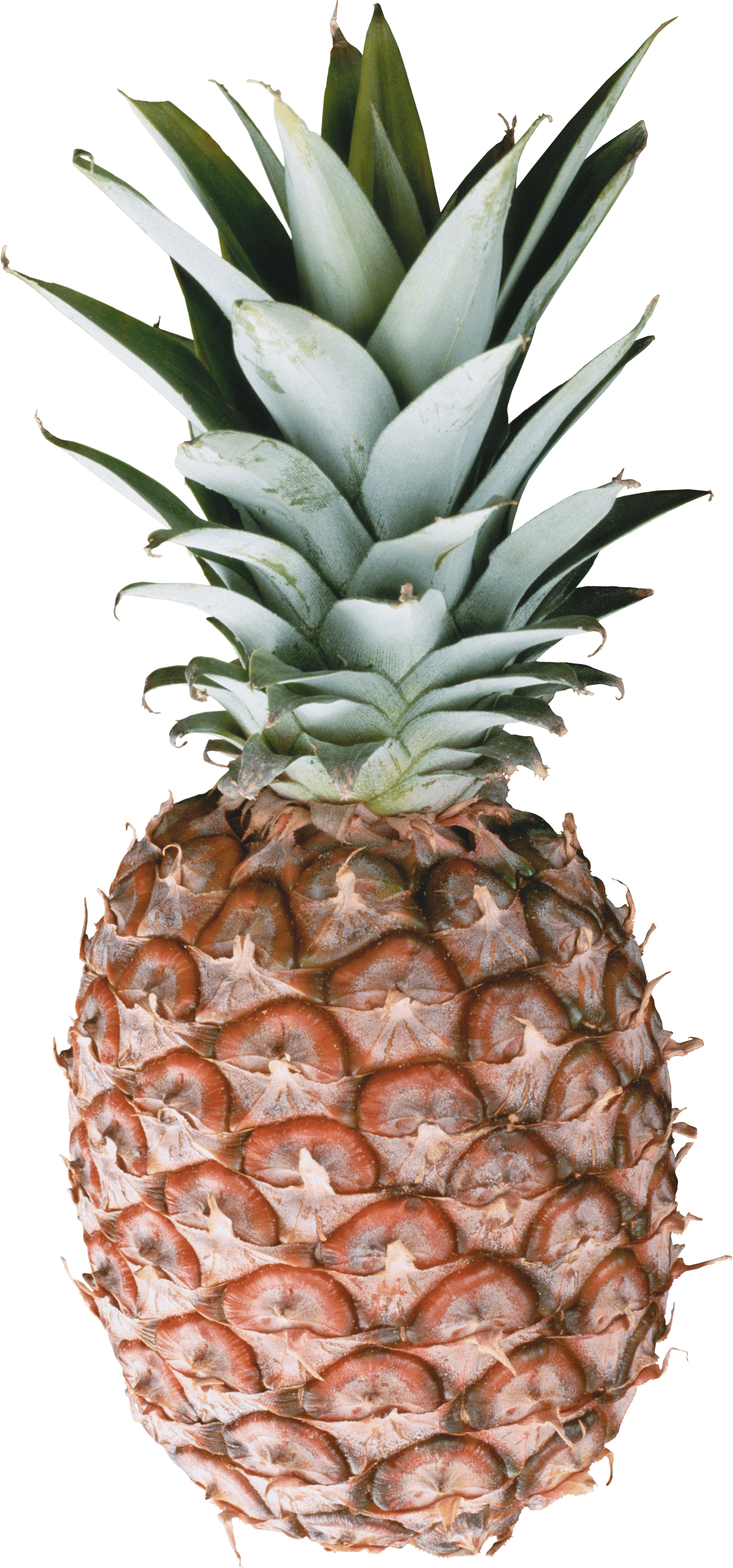 Pineapple Png Image Download PNG Image