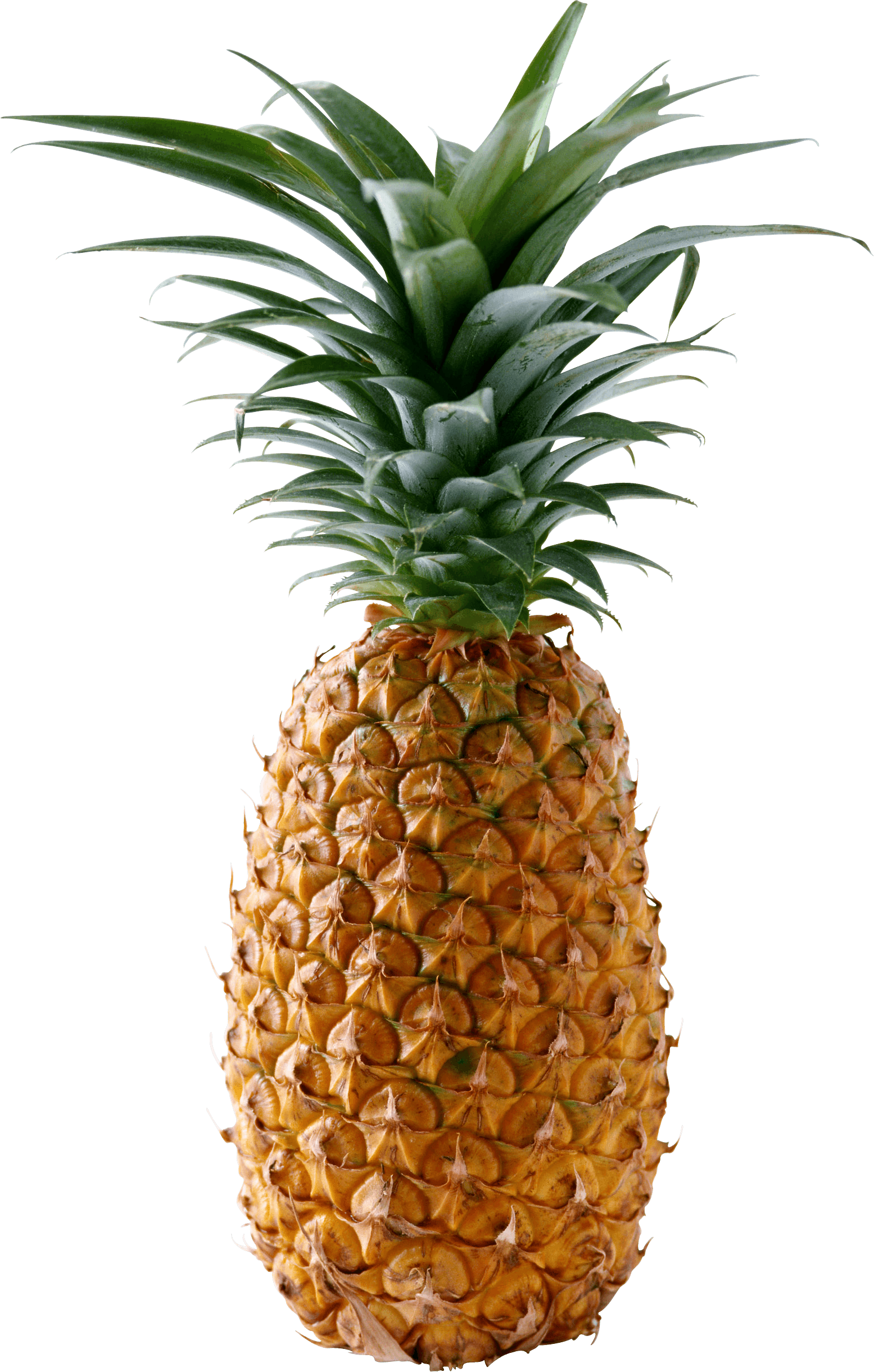 Pineapple Png Image Download PNG Image