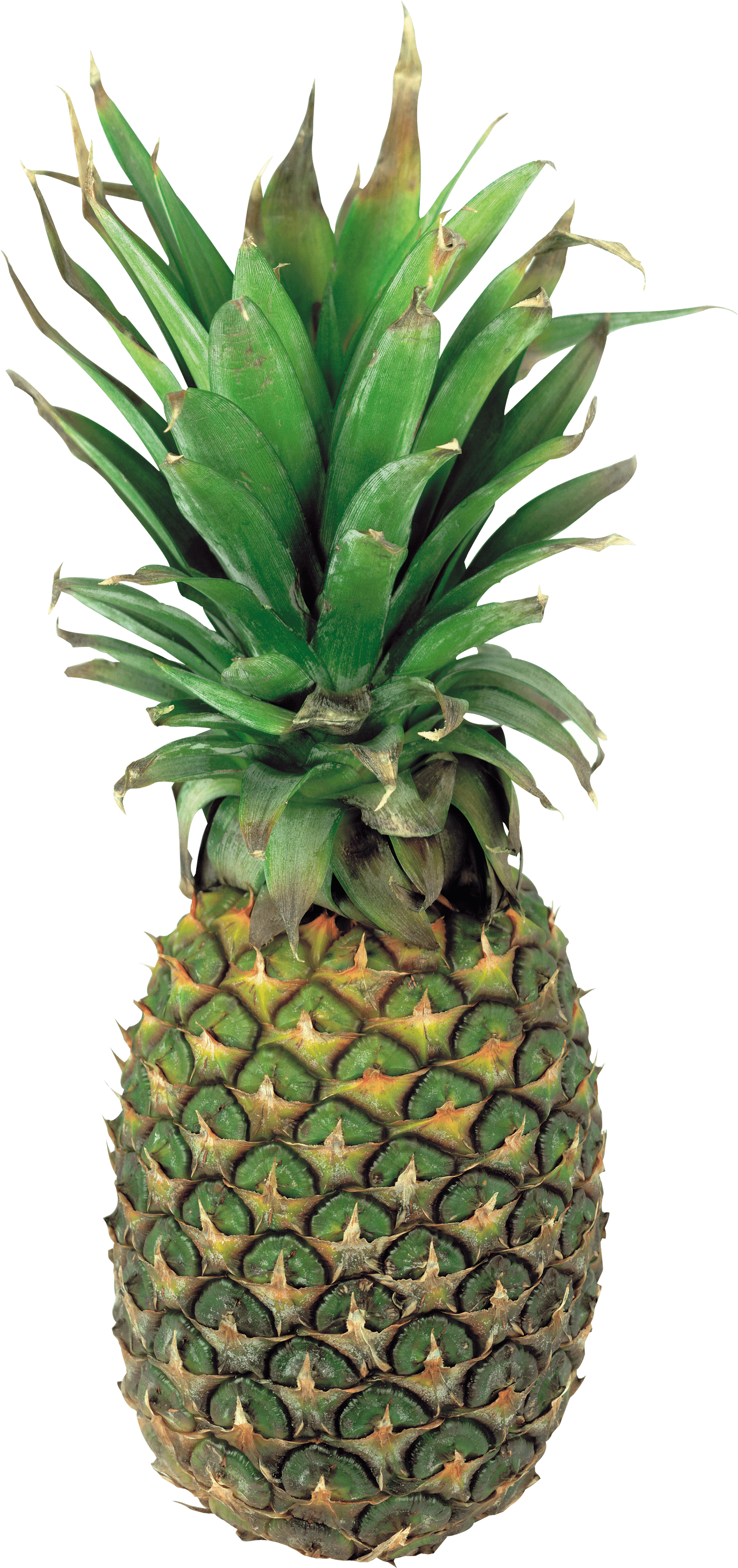 Pineapple Png Image Download PNG Image