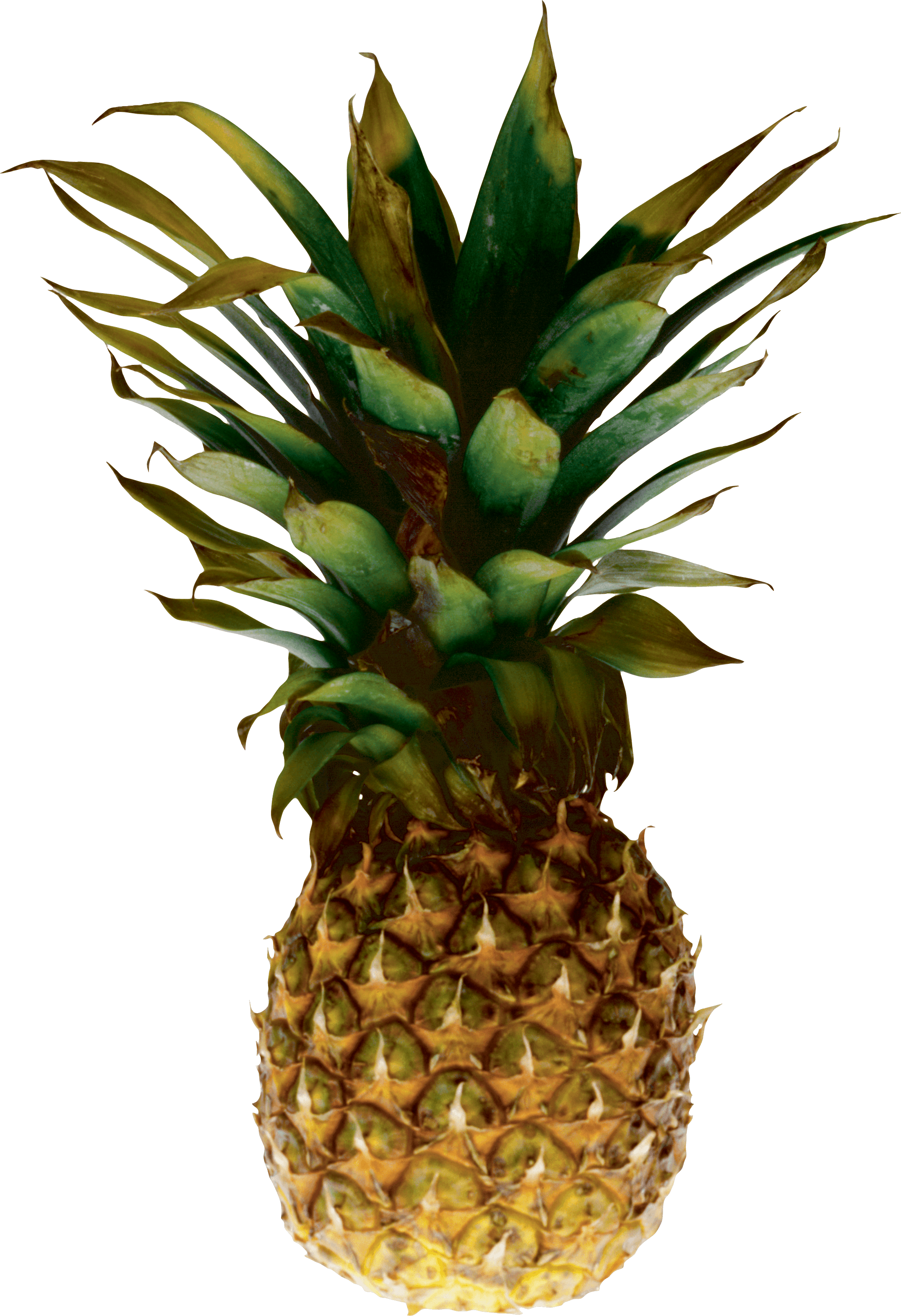 Pineapple Png Image Download PNG Image