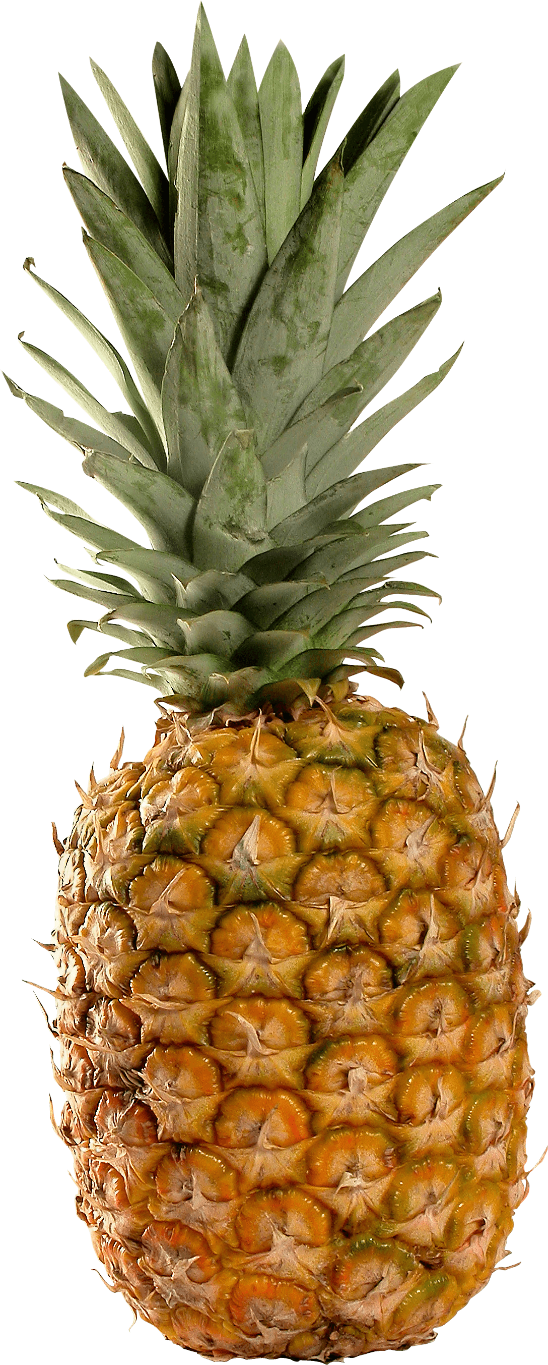 Pineapple Png Image Download PNG Image